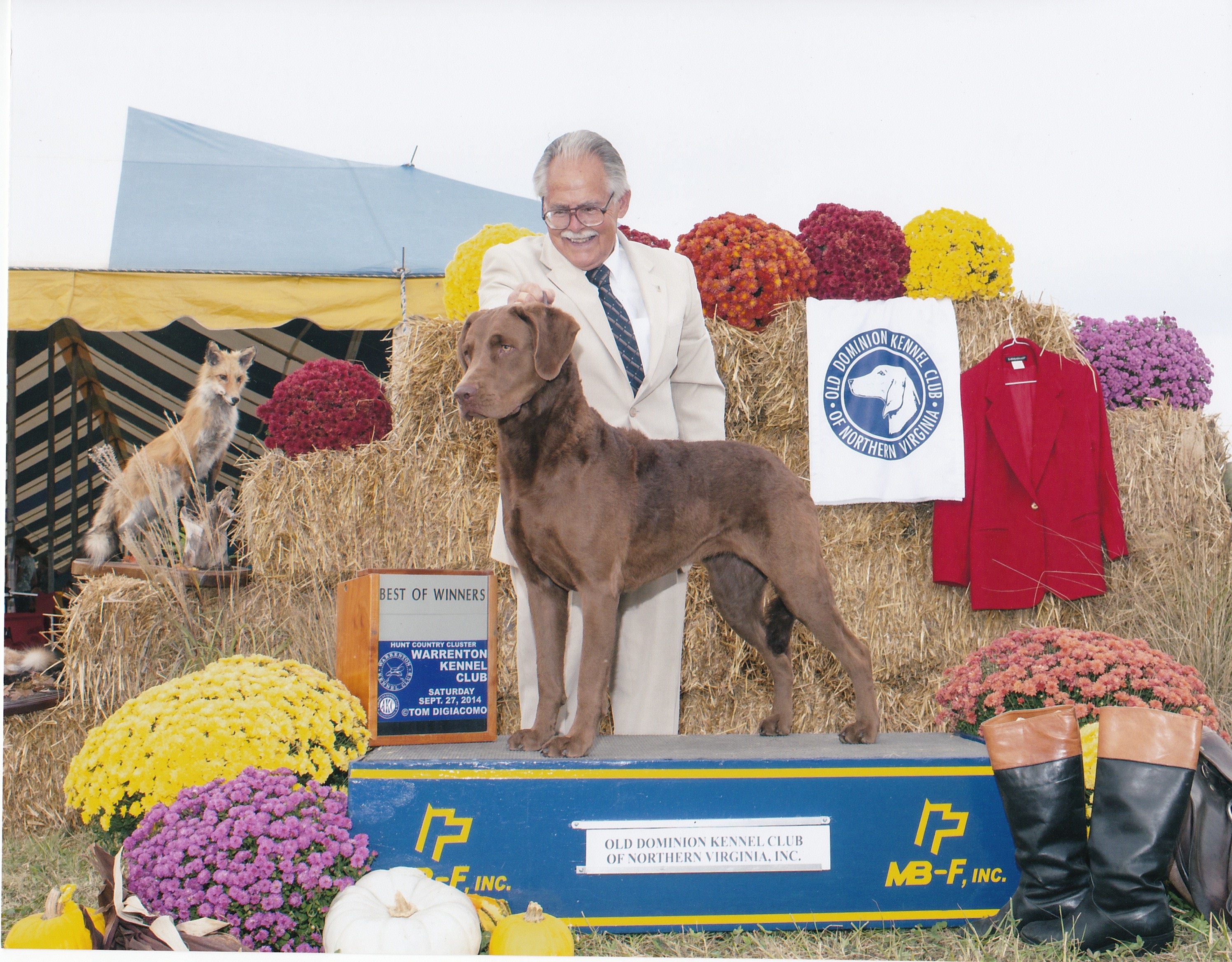 Chesapeake Bay Retriever Caitlin